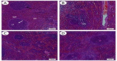 Figure 2 Histopathological Examination Of The Spleen Tissue In