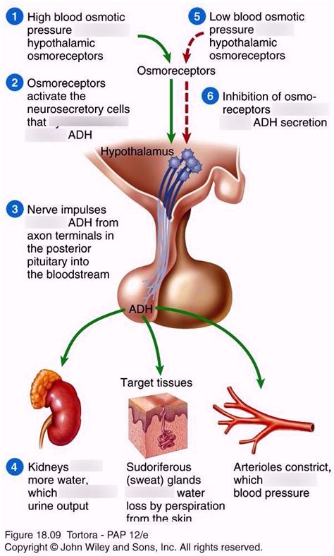 Anti-diuretic hormone (ADH) mechanism Diagram | Quizlet