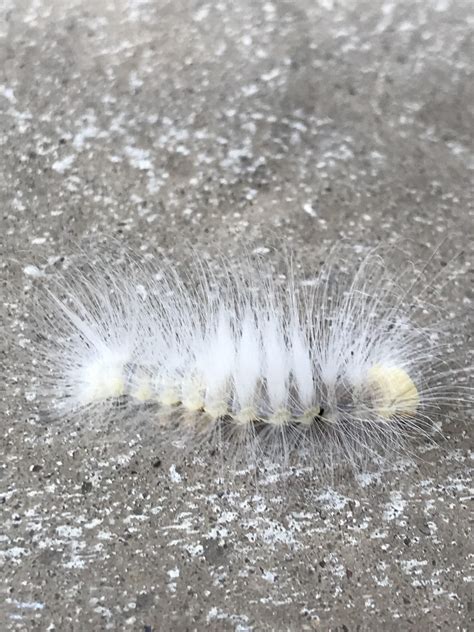 Fluffy White Caterpillar Rwhatsthisbug