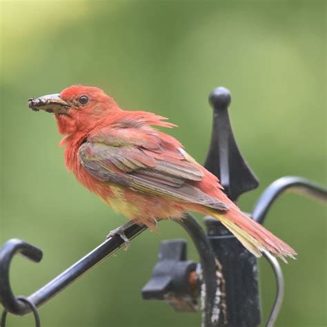 Summer Tanager