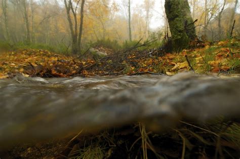 Como Fotografar A Natureza Num Bosque De Outono Wilder