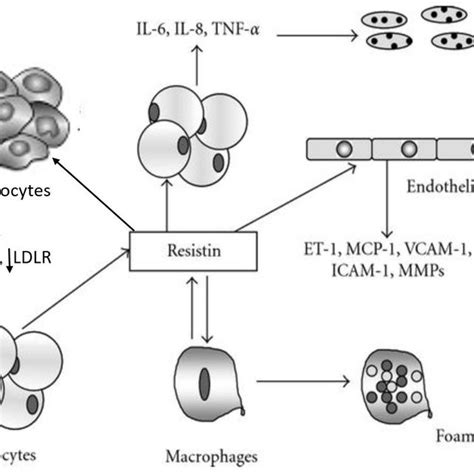 (PDF) Resistin: Structure, Function, and Its Role in the Pathophysiology of Obesity, Diabetes ...