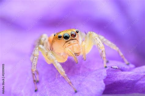 Jumping spider on purple flower Stock Photo | Adobe Stock