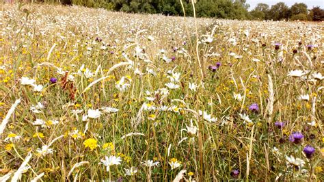 N7 Wetland Meadow Mixture | Naturescape Wildflower Farm