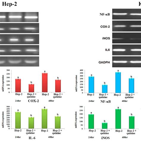 Expressions Of Nf B Cox Inos And Il In A Hep And B Kb