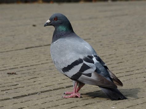 Dove Bird Animals · Free photo on Pixabay