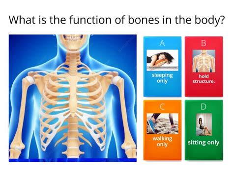 The Human Body Objectives 5 Explain The Role Played By Bones Joints