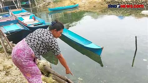 Kemunculan Buaya Meter Di Permukiman Hebohkan Warga Buton Sulawesi