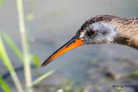 R Le De Virginie Virginia Rail Portrait De L Insaisissab Flickr