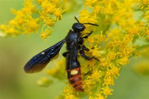Family Scoliidae – ENT 425 – General Entomology