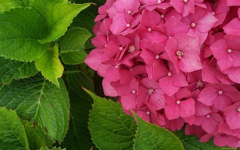 Гортензия обои - 68 фото