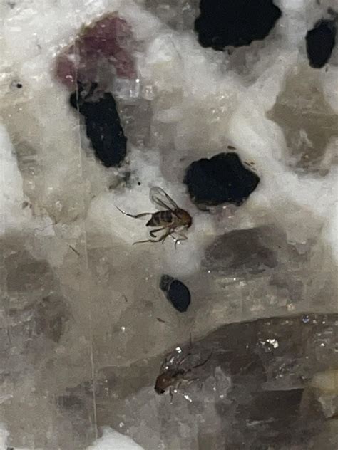 Phorid Flies / Drain Flies / Moisture Flies / Fungus Gnats / Shore