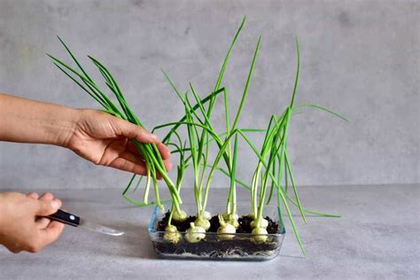 How To Grow Onions At Home From Food Scraps Alphafoodie