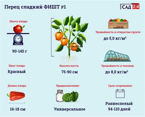 Перец Фишт F1: отзывы, фото, урожайность, характеристика сорта