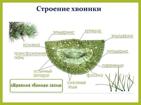Отдел Голосеменные - презентация онлайн
