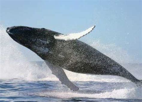 Синий кит: особенности, поведение и миграционные маршруты | Научные ...