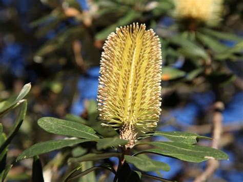 Banksia Integrifolia Coast Banksia Diacos Garden Nursery