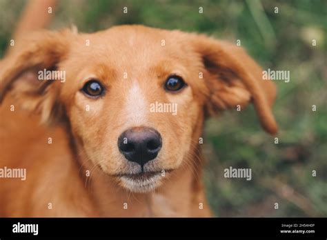 Brown Dog Hi Res Stock Photography And Images Alamy