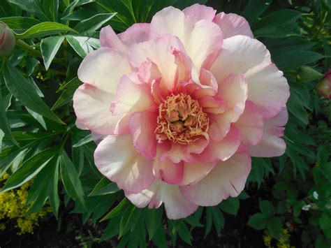 Пион Джулиска (77 фото) - фото - картинки и рисунки: скачать бесплатно