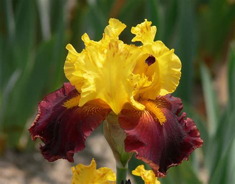 Glad Rags Photograph by Tom LoPresti - Fine Art America