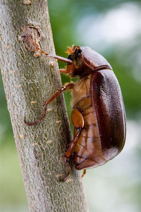 june bug stock image image  life insect american