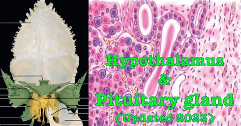 Hypothalamus And Pituitary Gland Shortcuts Of Human Anatomy