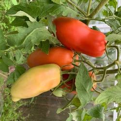 Томат Царское искушение F1: ОТЗЫВЫ, фото, урожайность, описание и ...