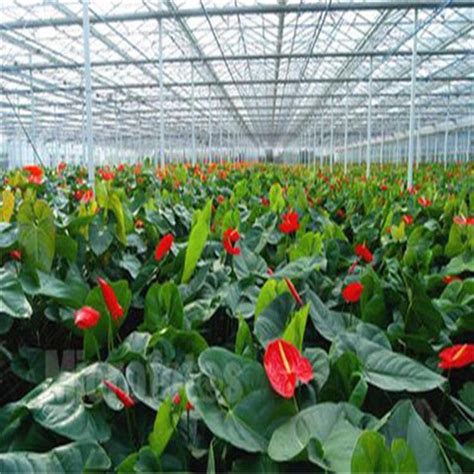 Muti Span Venlo Glass Greenhouse With Hydroponic Dutch Bucket System