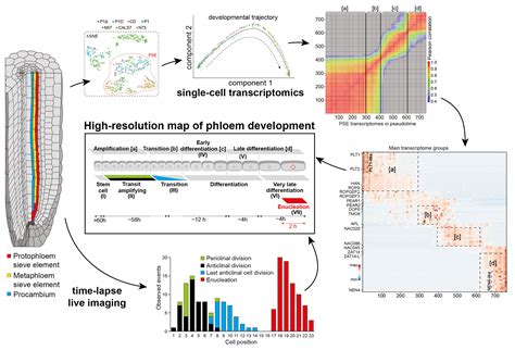 fig2-phloem_development_at_single-cell_resolution-roszak_et_al_2021.jpg | Sainsbury Laboratory