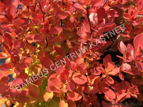 Berberis Thunbergii Orange Ice Bambuscentrum Cz