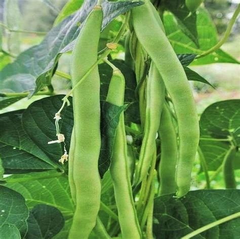 Garden Plant Seed 30 Romano Bean Seeds Pole Beans Light