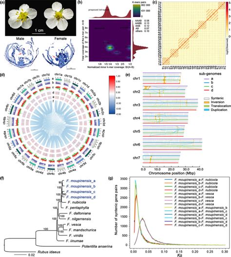 Genomic Analyses Provide Insights Into Sex Differentiation Of Tetraploid Strawberry Fragaria