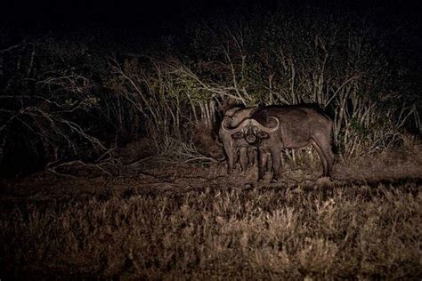 2023 Night Game Drive At Ol Pejeta Conservancy