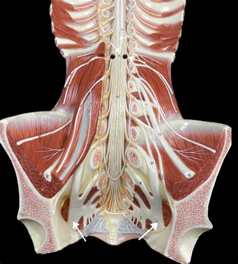 peripheral nerves anatomy  diagram quizlet