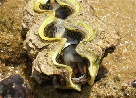 Моллюски - кулинарная статья