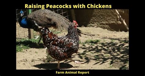 Peacock Chicken Hybrid 2024 Pdf Peacocks Hybrids Raising Peacocks With Chickens