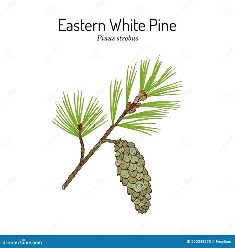 Eastern White Pine Pinus Strobus Mtdicinal Plant Michigan And Maine