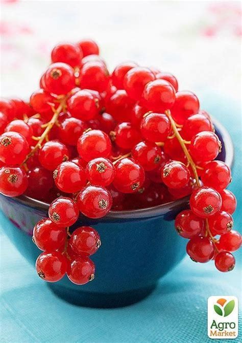 Смородина красная "Йонкер Ван Тетс" (Jonkheer Van Tets) (среднеранний ...