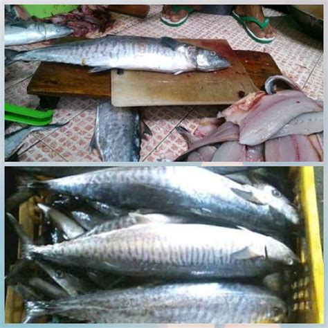 Jual Daging Ikan Tenggiri Murni Dan Fresh Giling Natural Di Lapak Diana