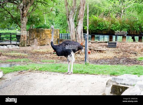 Common Ostrich Or Simply The Ostrich Is A Species Of Large Flying Bird