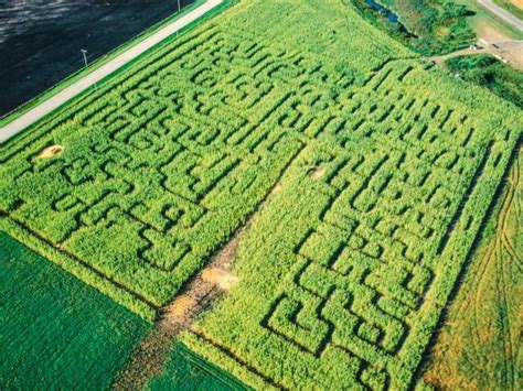Best Corn Mazes To Visit This Fall