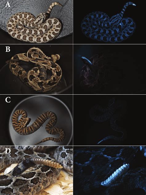 Ultraviolet Induced Fluorescence In The Rattles Of A Sistrurus