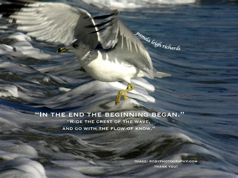 Seagull Quotes And Sayings Quotesgram