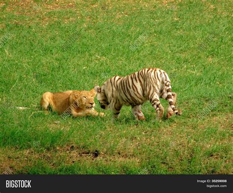 Lion Vs Tiger Image & Photo | Bigstock