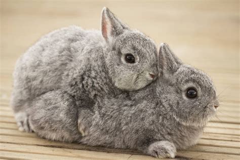 Transar que nem coelhos sex toys temáticos para gozar na Páscoa Metrópoles