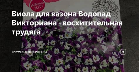 Виола для вазона Водопад Викториана - восхитительная трудяга | очУМЕЛЫЕ ...