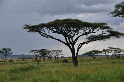 Acacia Tree Pictures