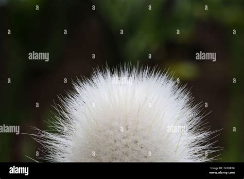 Cactus Cleistocactus Strausii Stock Photo Alamy