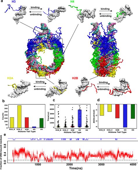 Binding of histone tails to nucleosomal and linker DNA in the context ...