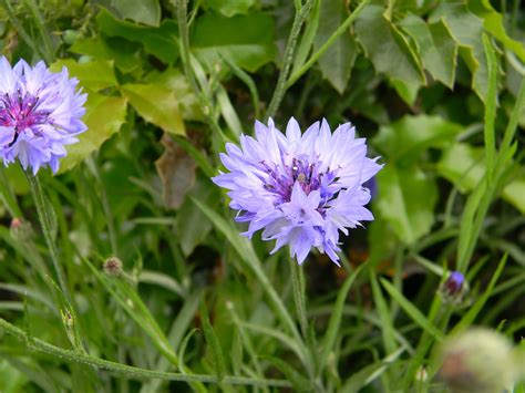 Василек синий / Centaurea cyanus